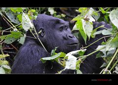 Gorillamann im Garten