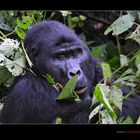 Gorillamann im "Salat"