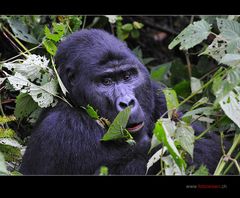 Gorillamann im "Salat"