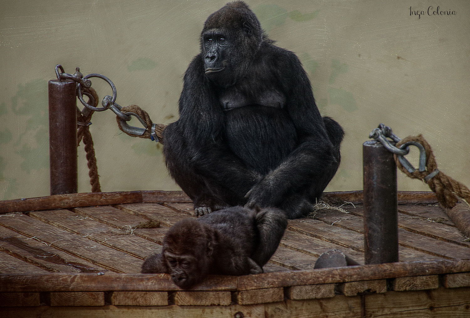 Gorillamutter mit Jungtier