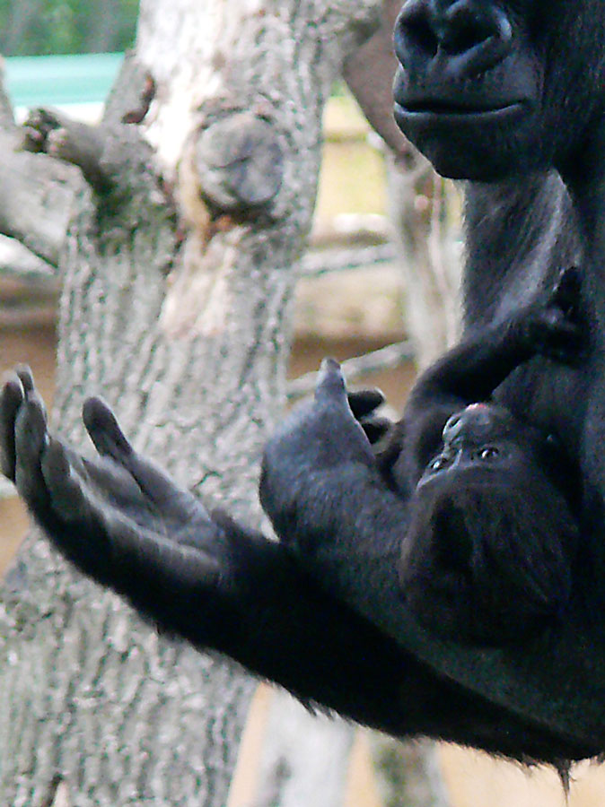 Gorillamutter mit Kind