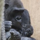 Gorilla_Nachwuchs 1