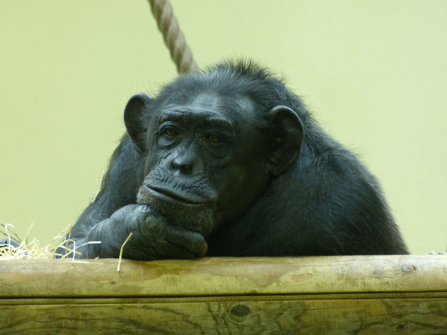 Gorillaoma Fatou, nachdenklich?!