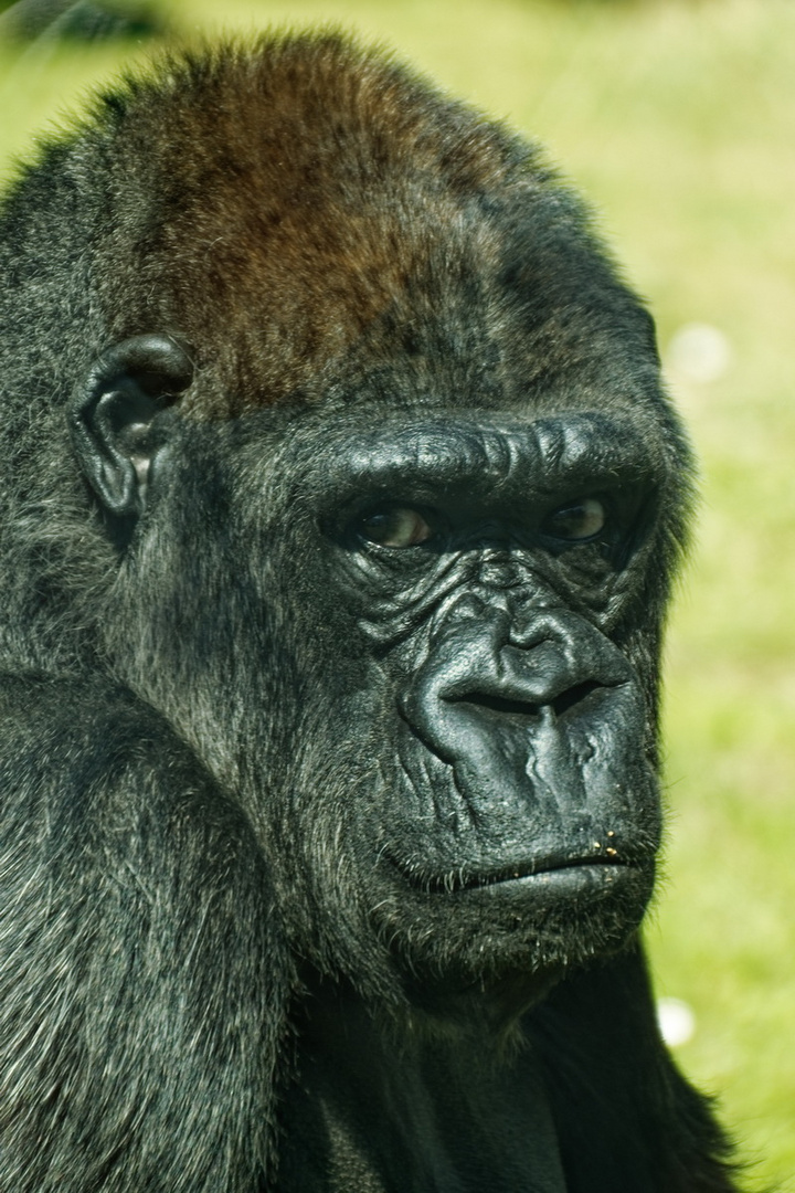 Gorillaportrait