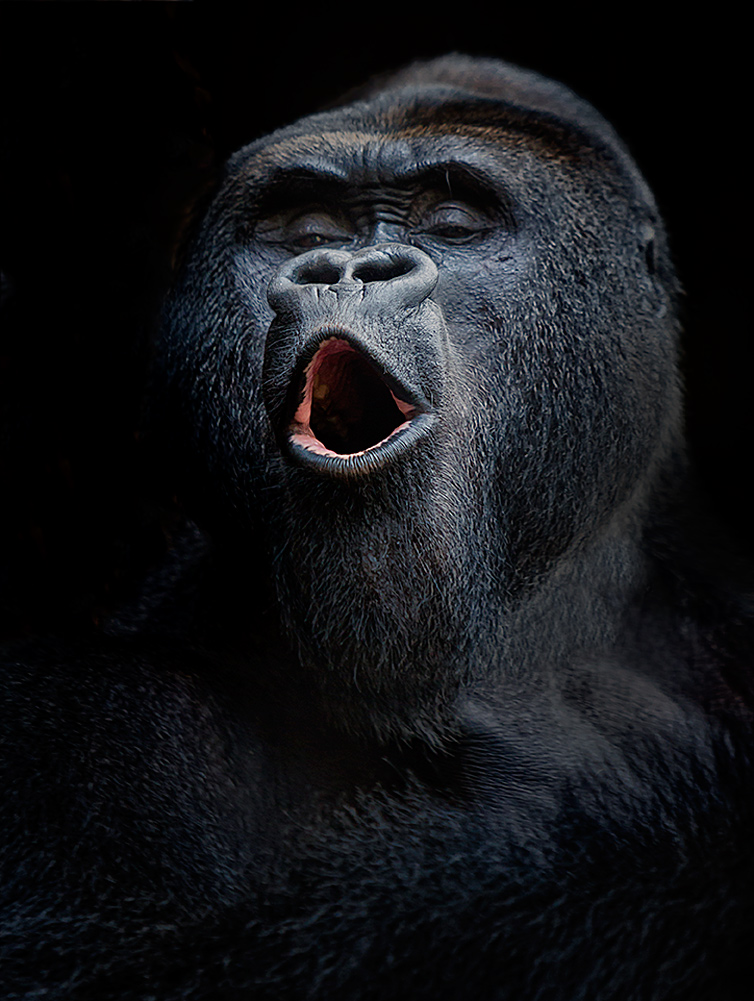 Gorillaportrait