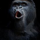 Gorillaportrait