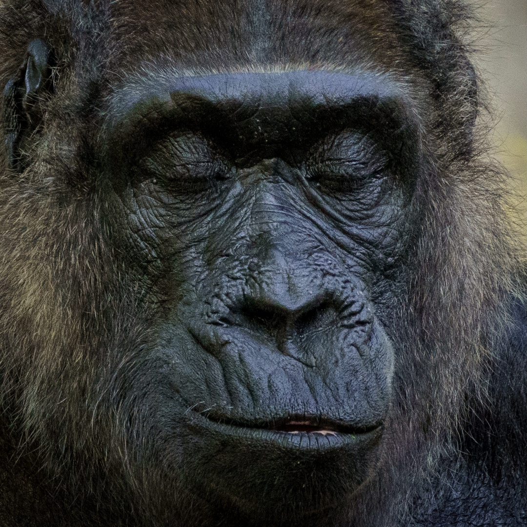 gorilla.portrait.