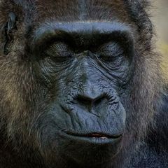 gorilla.portrait.