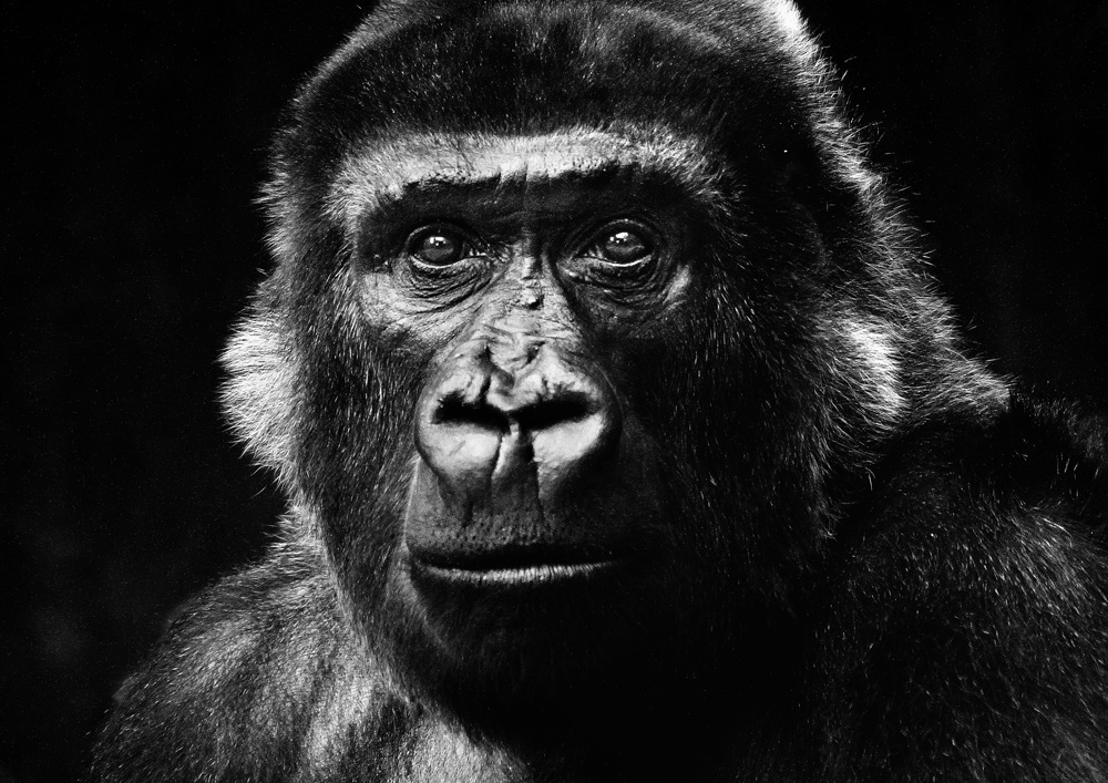 Gorillaportrait