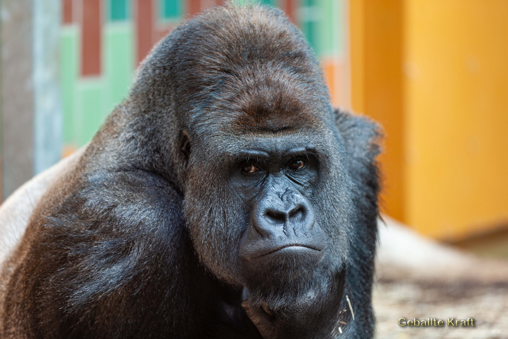  Gorillaportrait