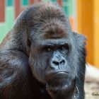  Gorillaportrait