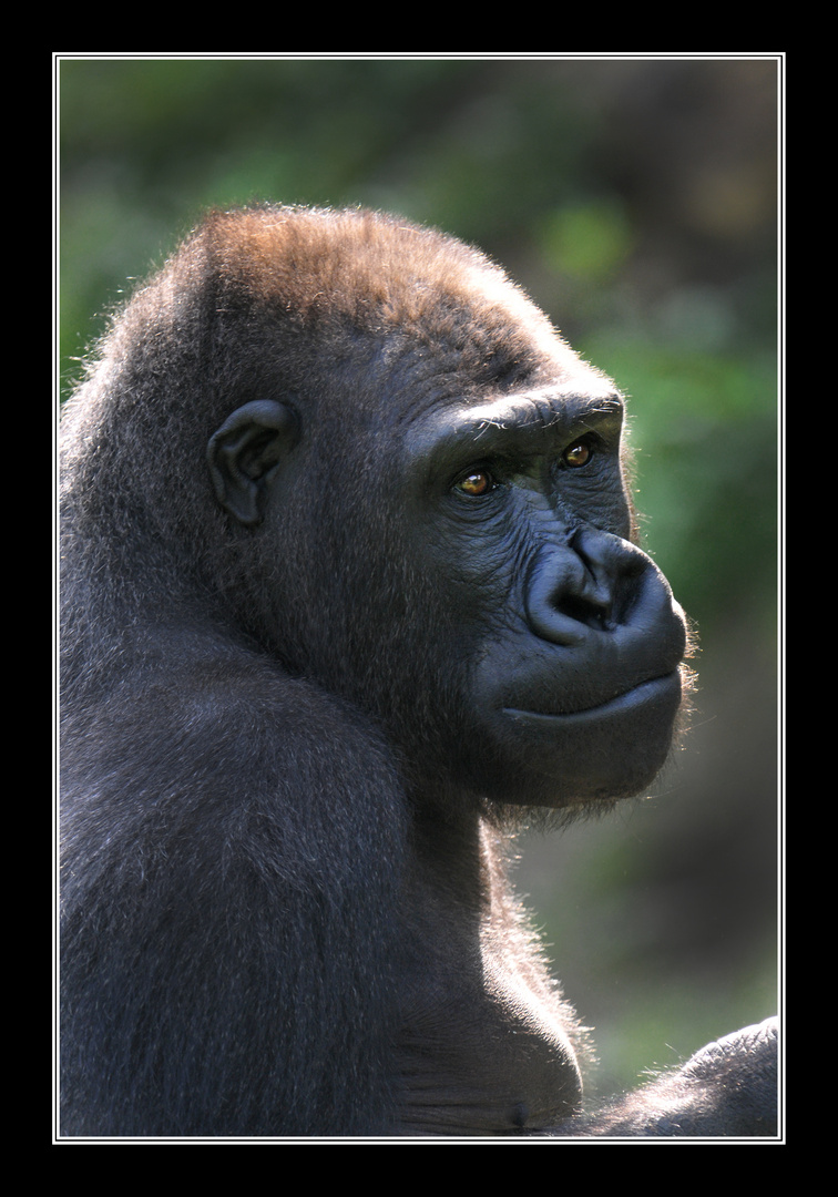 Gorillaportrait