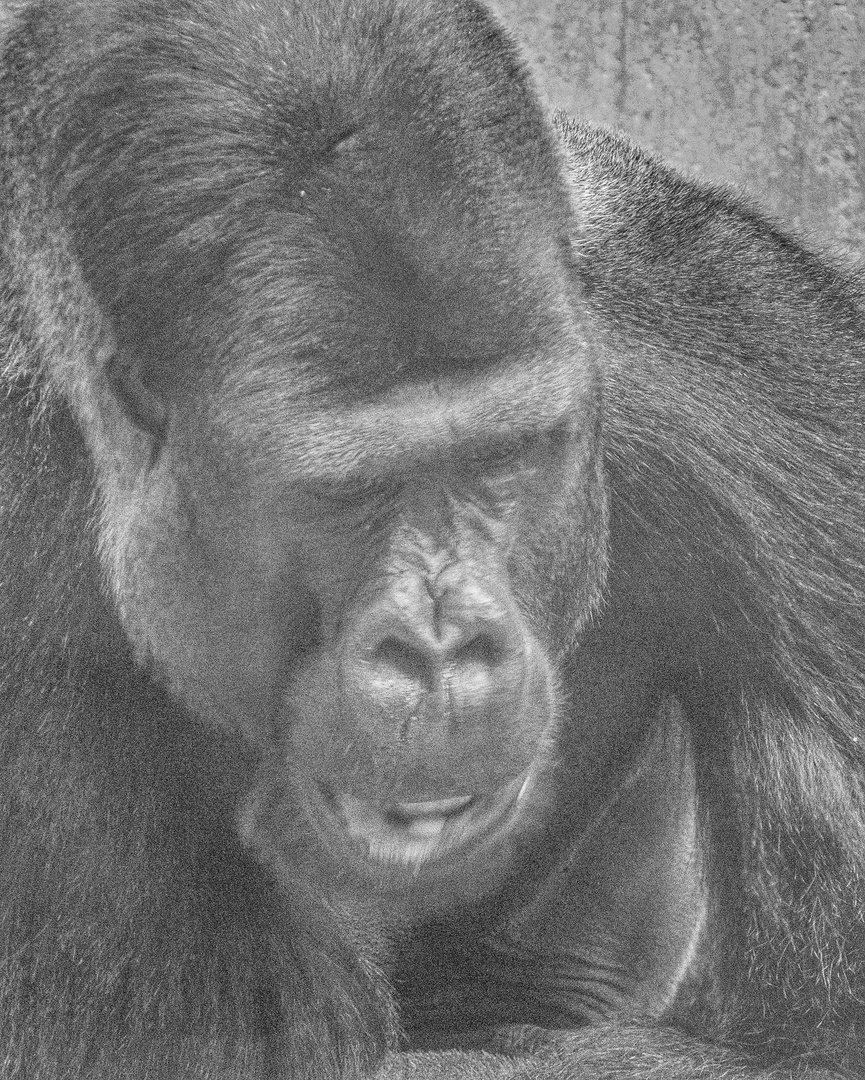 Gorillaportrait