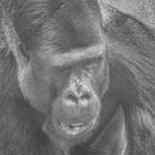 Gorillaportrait