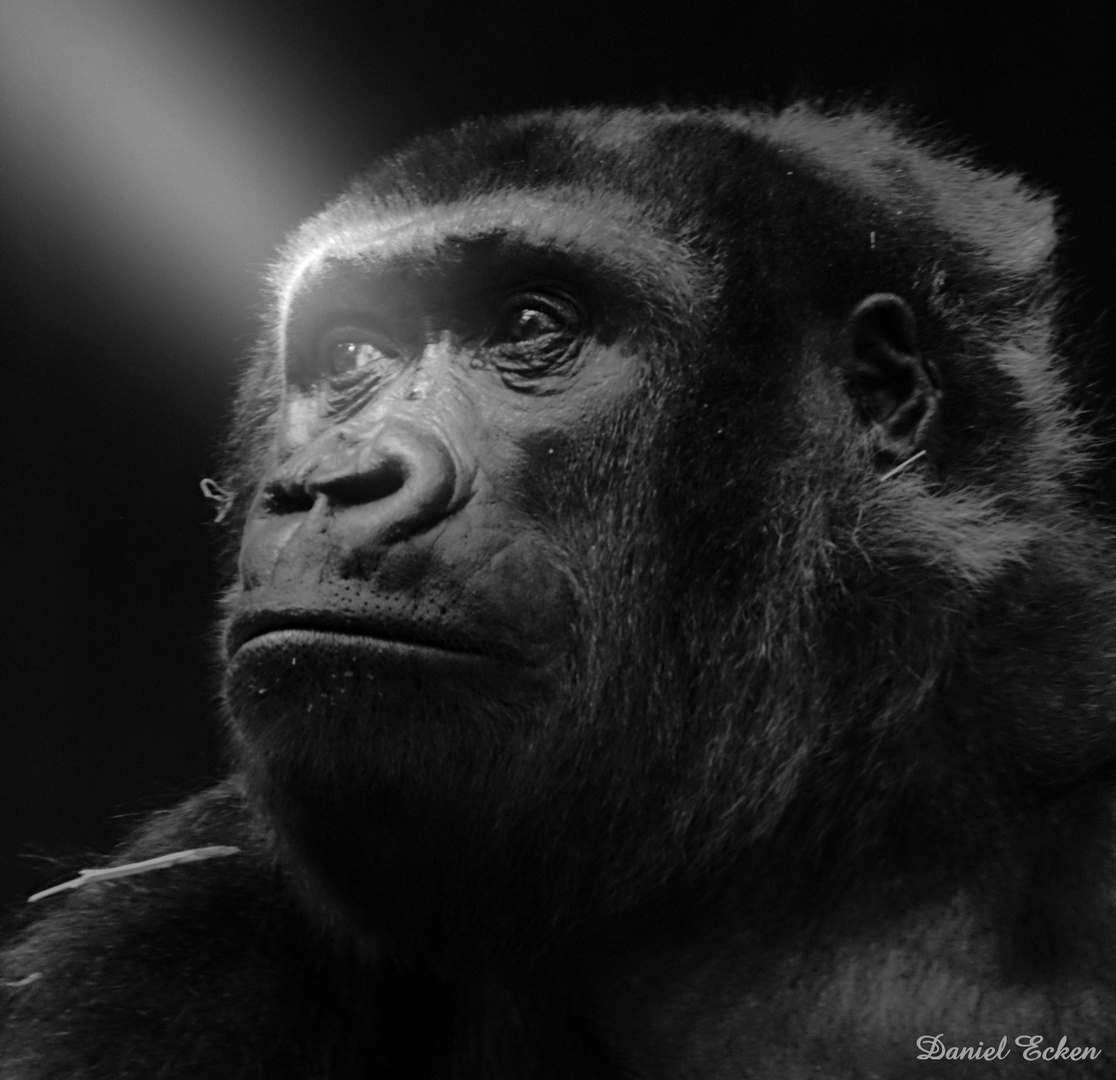 Gorillaportrait