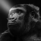 Gorillaportrait