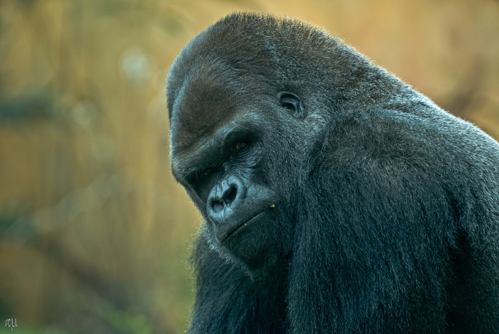 gorillaportrait