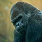 gorillaportrait