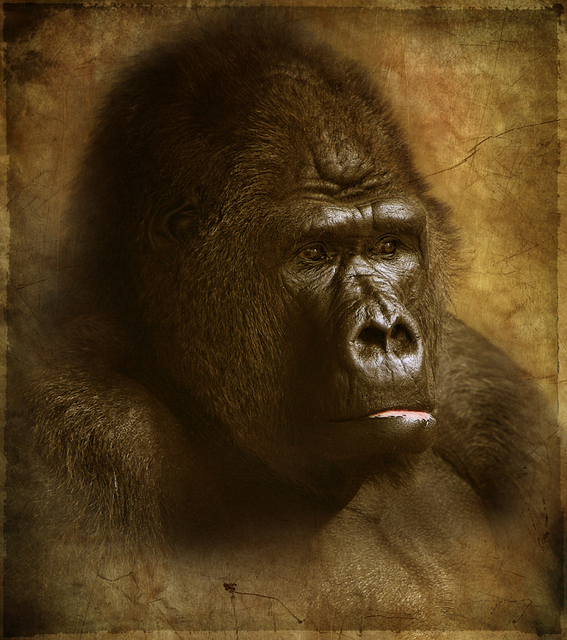 Gorillaportrait im neuen Gewand
