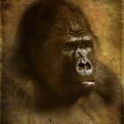 Gorillaportrait im neuen Gewand