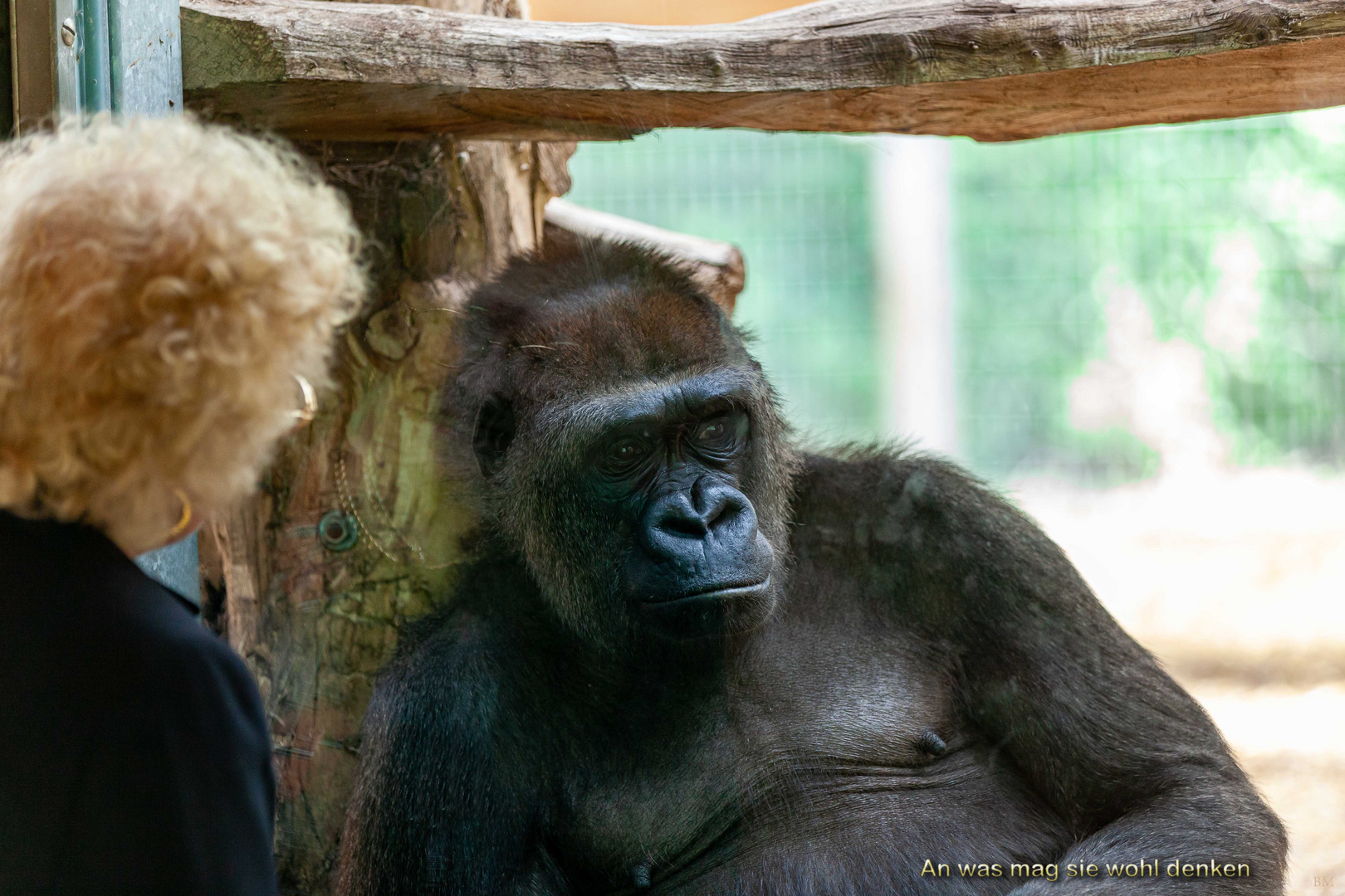 Gorillaportrait weiblich