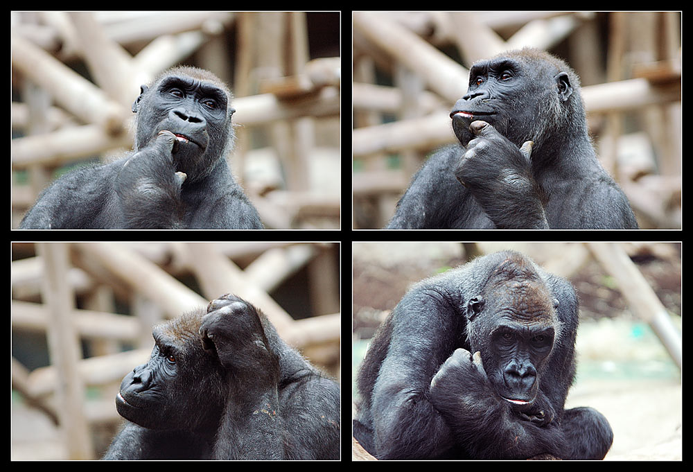 Gorillaquartett - Portraitstudien in München