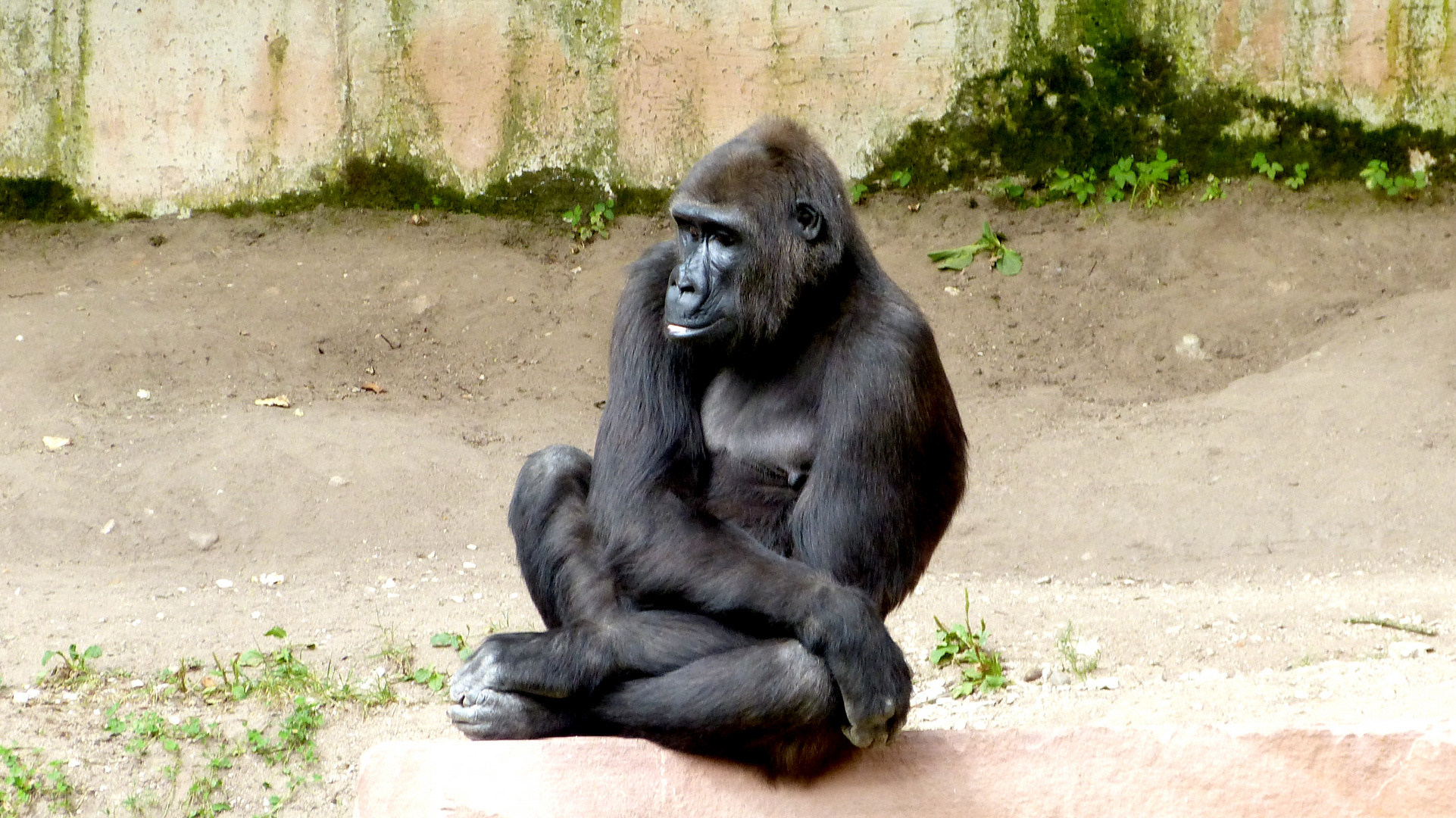 Gorillas 1