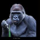 Gorillas - 10091801