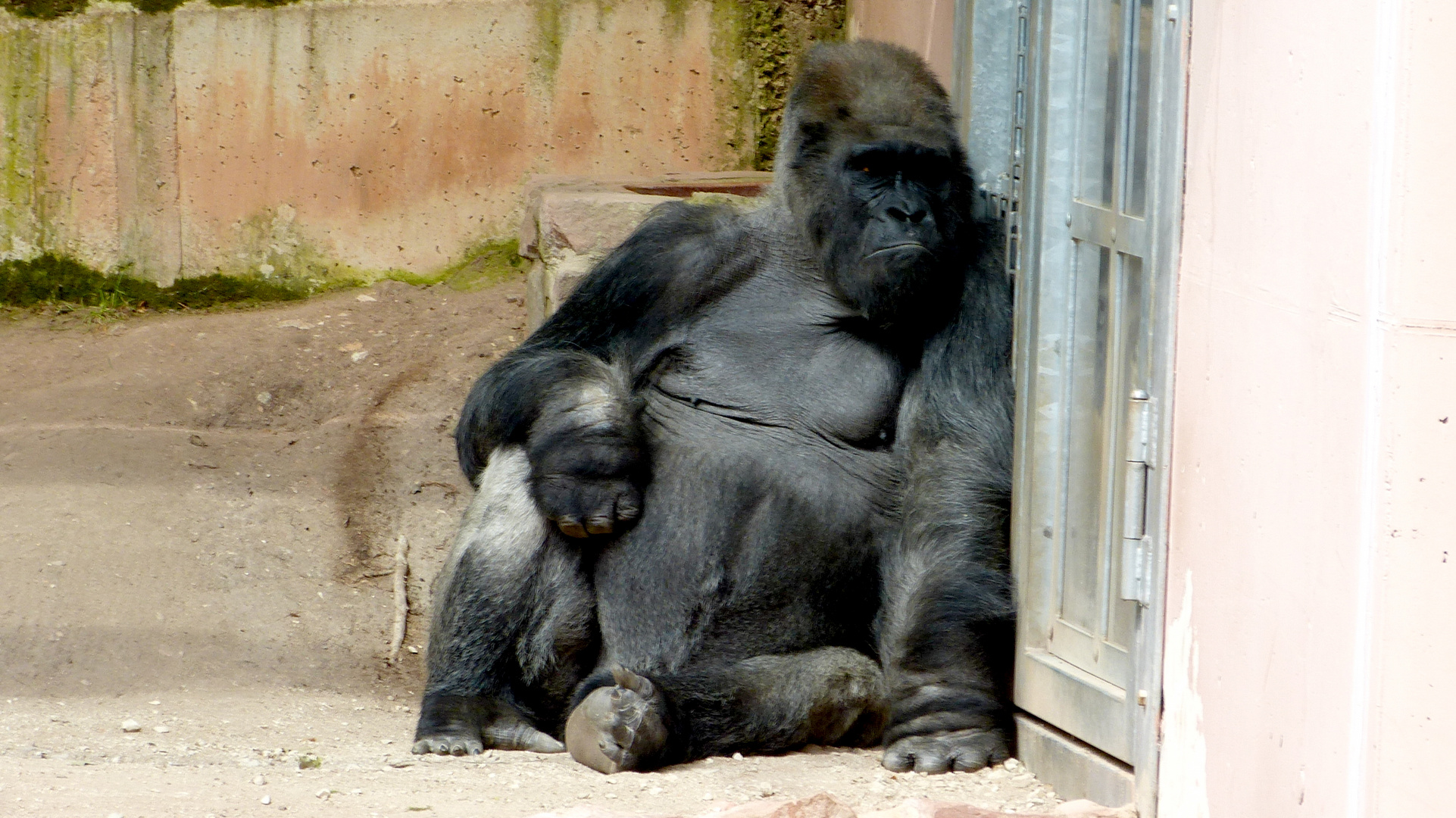 Gorillas 4