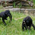 Gorillas