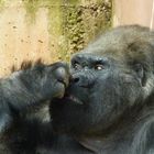 Gorillas 7