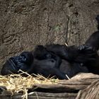 - gorillas -