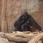 Gorillas