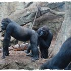 Gorillas : )