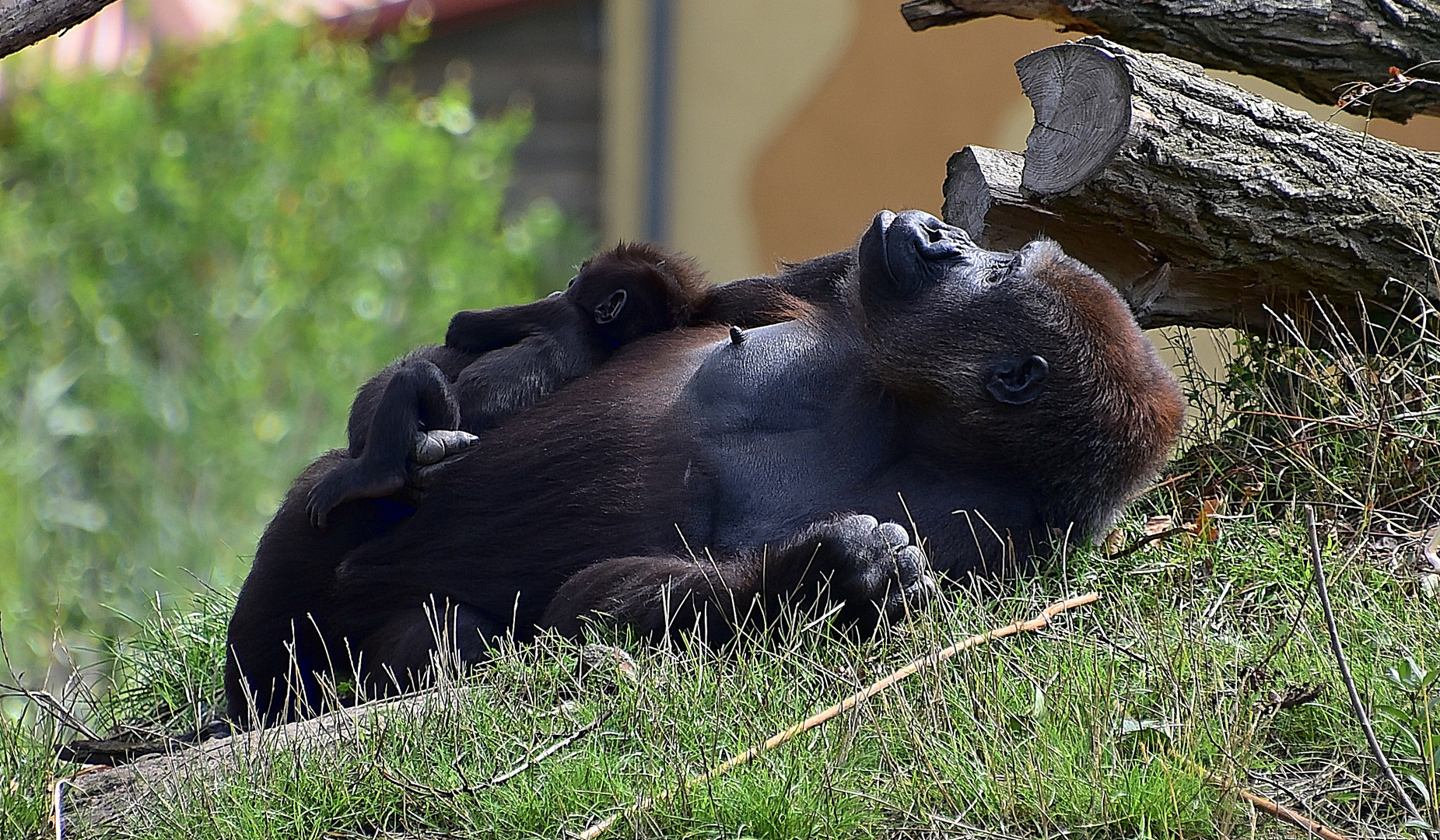 Gorillas (Gorilla)