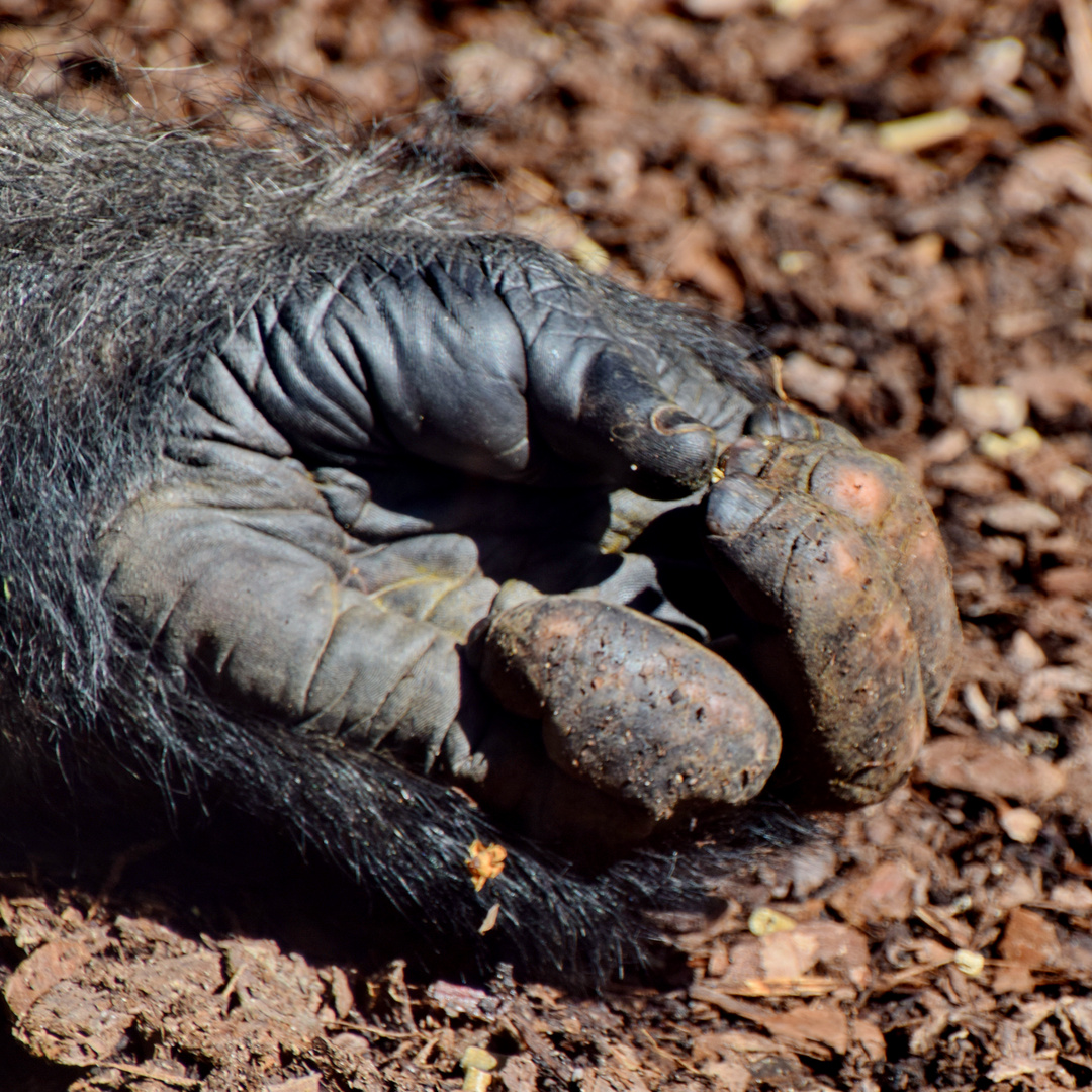 Gorillas Hand