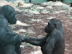 Gorillas Handshake