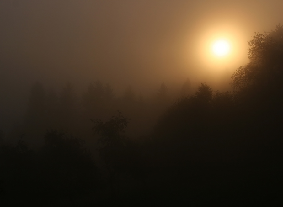 Gorillas im Nebel