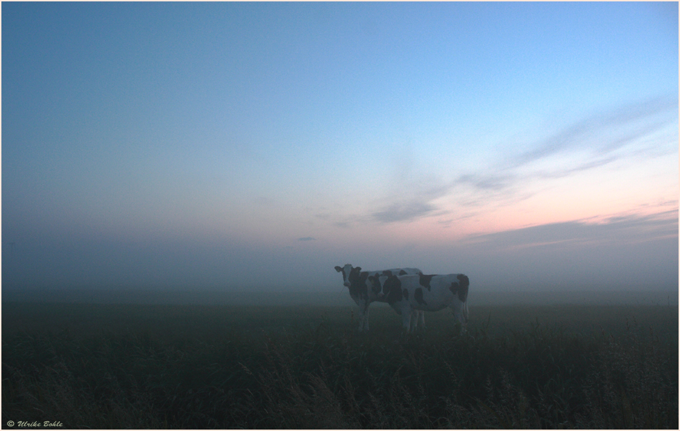 ~ Gorillas im Nebel ~