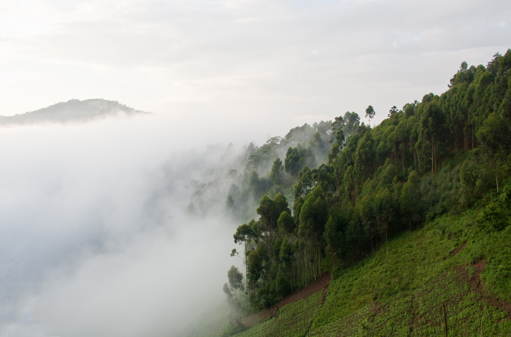 Gorillas im Nebel