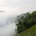 Gorillas im Nebel