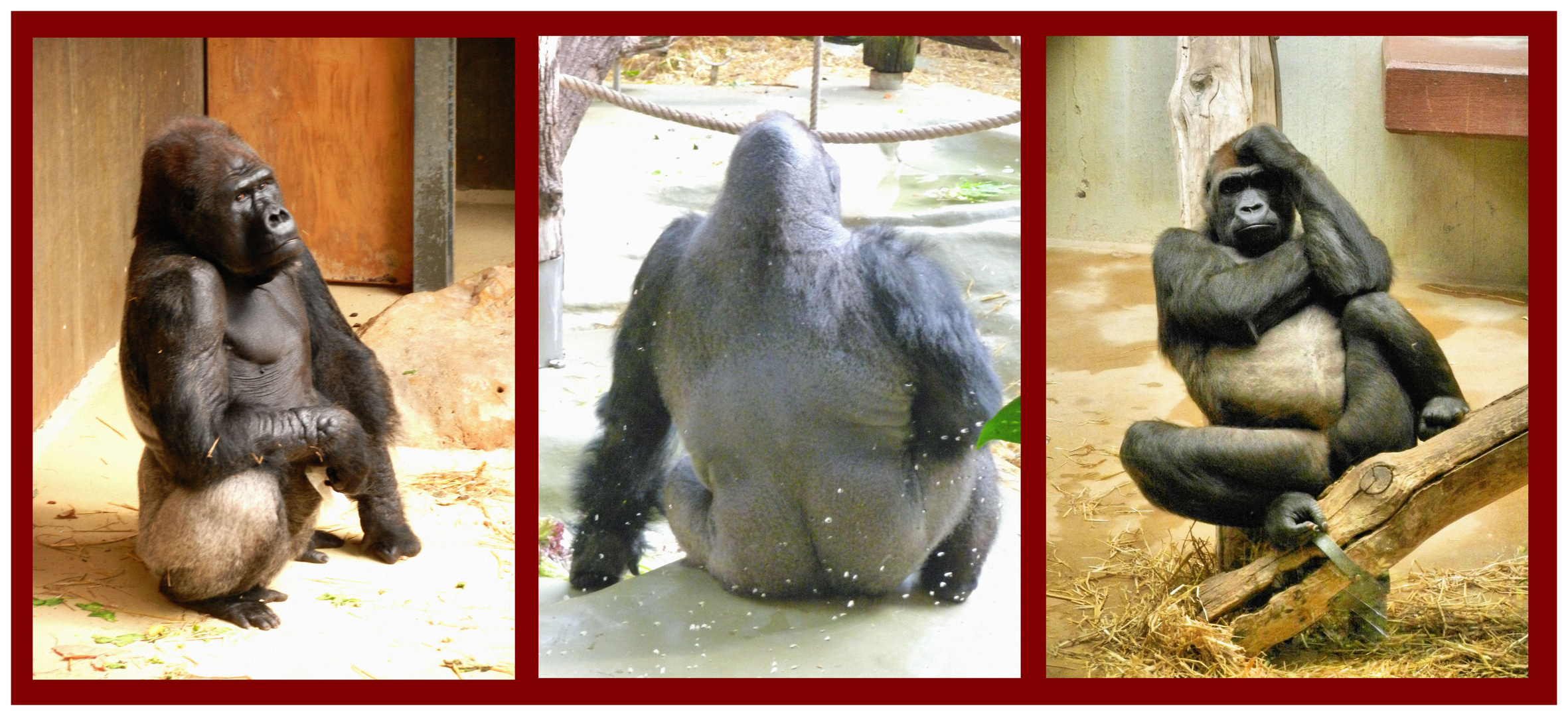 Gorillas im Zoo