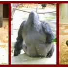 Gorillas im Zoo
