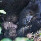 Gorillas in Bwindi - Entspannt