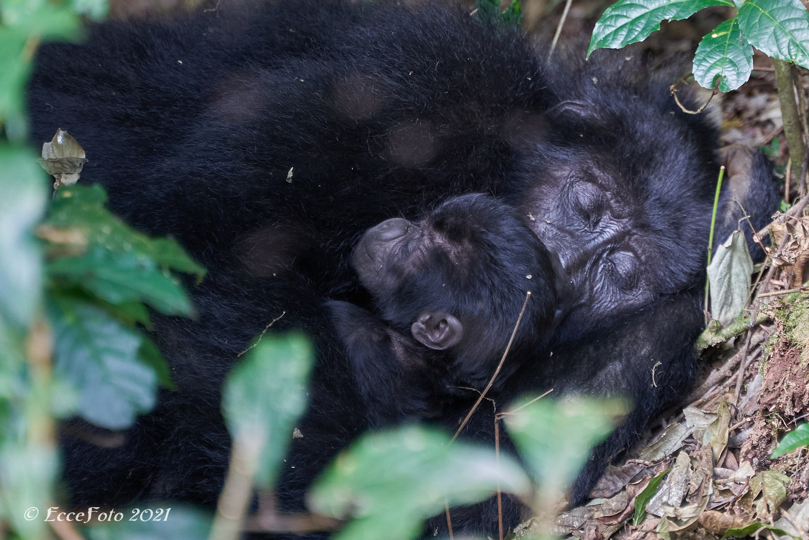 Gorillas in Bwindi - Familienglück