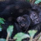 Gorillas in Bwindi - Familienglück