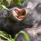 Gorillas in Bwindi - Gähnial