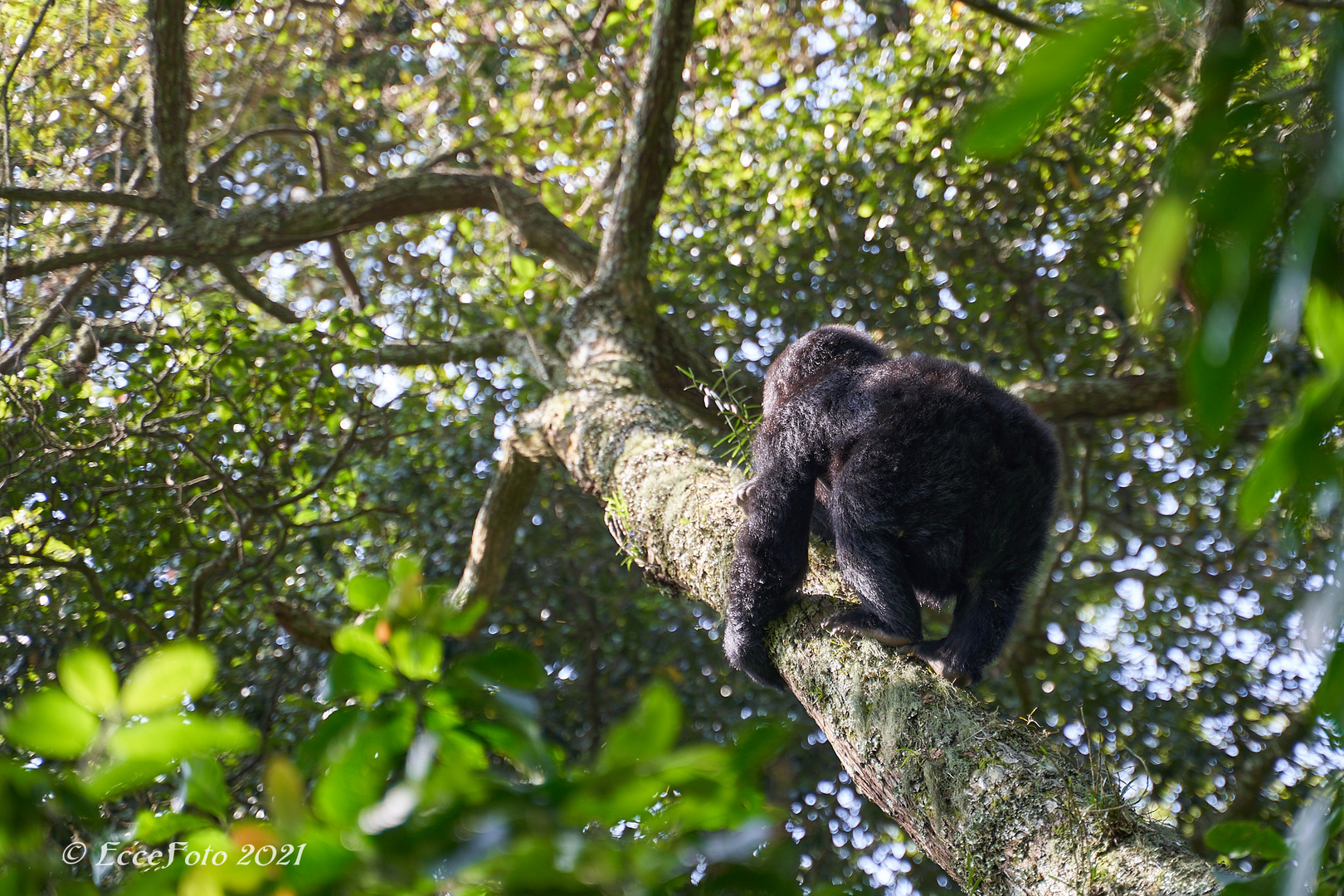 Gorillas in Bwindi - Hoch hinaus