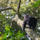 Gorillas in Bwindi - Hoch hinaus