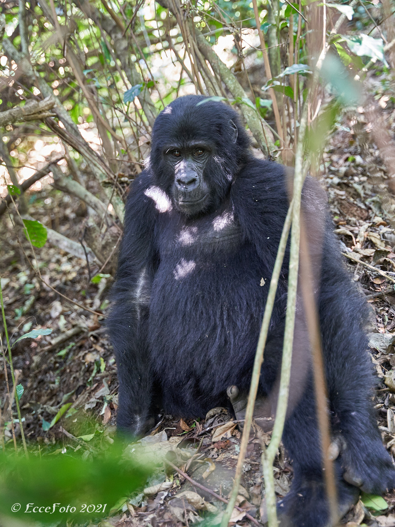 Gorillas in Bwindi - Jungspund